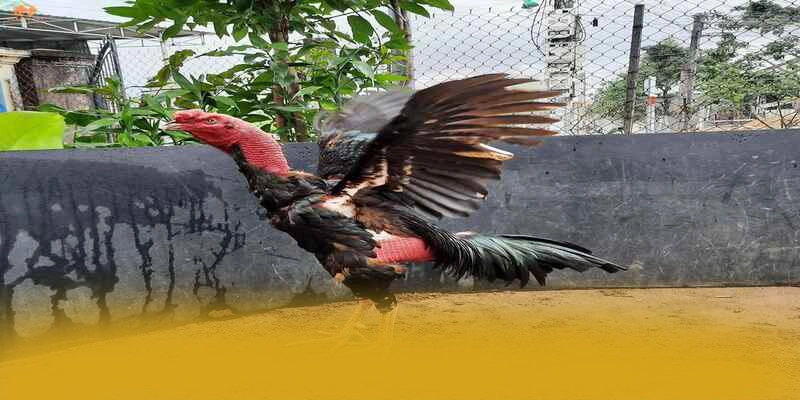 Hệ thống hỗ trợ người chơi tại FB88 Hệ thống hỗ trợ người chơi tại FB88